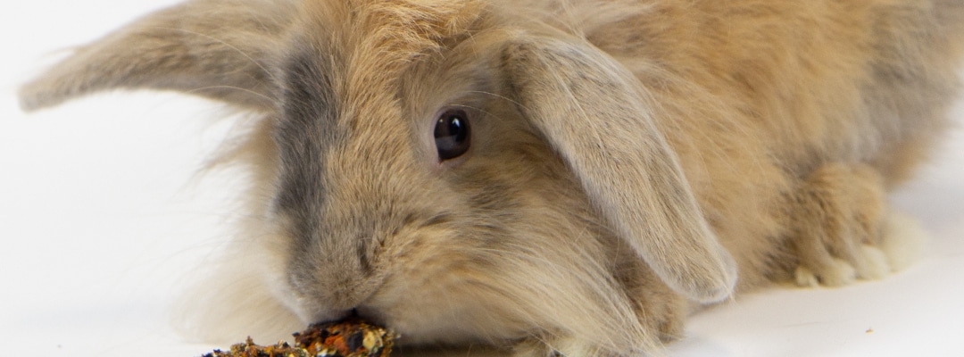 Voeding – Wat eet konijn?